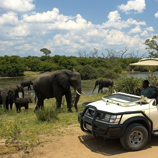 Chobe day safari